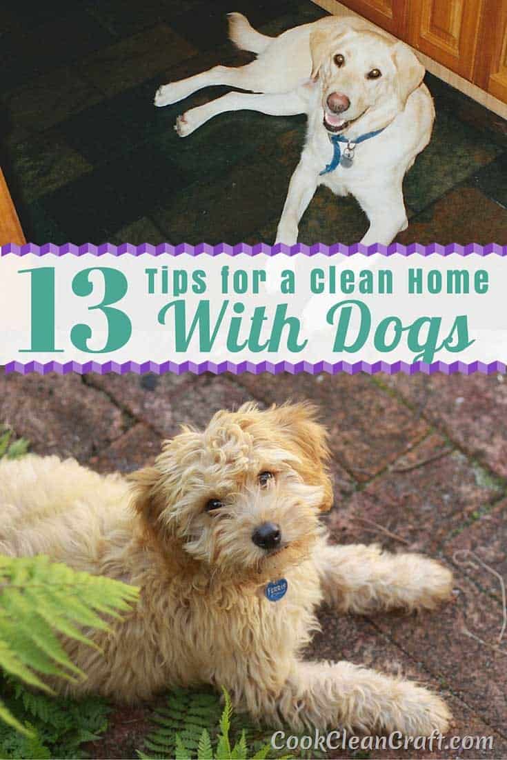 Dogs are bundles of fluff that bring joy and energy to your home. But that’s not all they bring. They also leave a trail of disaster – fur, toileting accidents, destroyed toys, and sand and leaves from the garden. How do you keep a house clean when you have dogs? Here are my best tips and tricks.